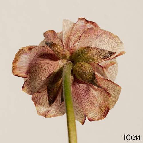 10cm – However (그러나) cover